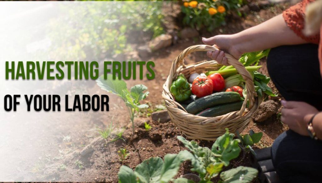 Harvesting the Fruits of Your Labor Garden Therapy DIY Garden Projects Yummy Recipes Crafty Goodness